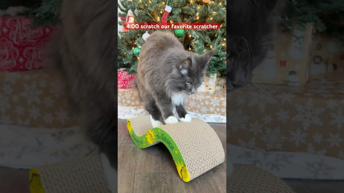 Who knew cats'schedules could be so packed? Do anyone else's pets have a busy week ahead? #PetSmart