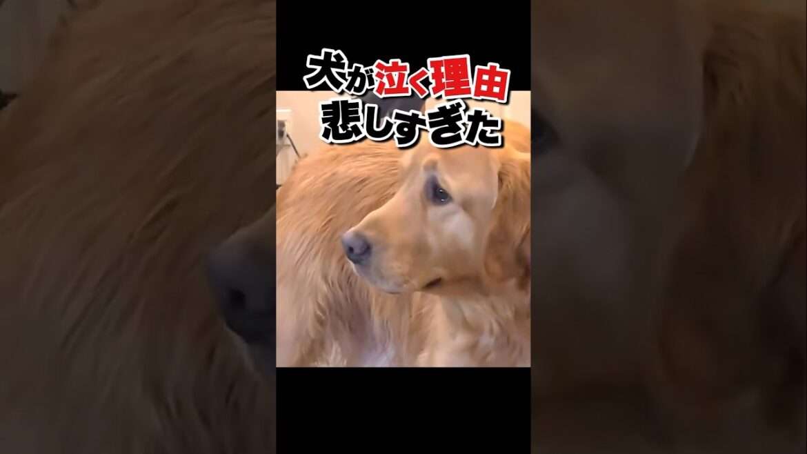 犬にも感情があります #ゴールデンレトリバー #かわいい動物動画 #おもしろ動物動画