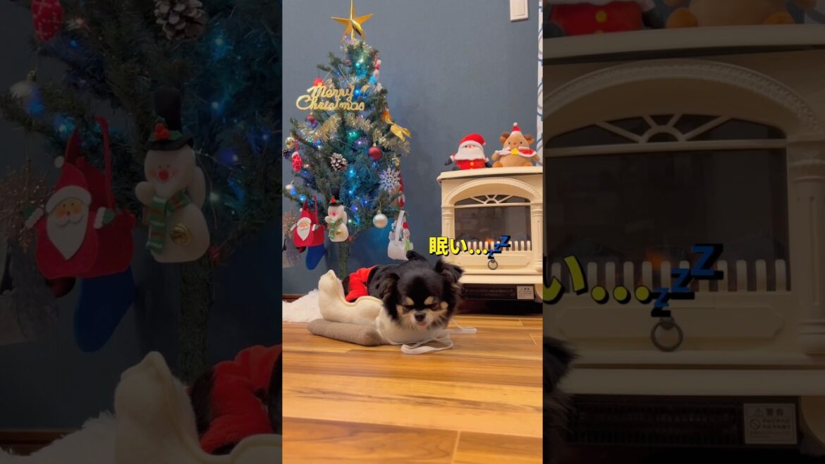 12月入ったのでクリスマスの飾り付けしたよ🐶🎄✨#柴犬 #チワワ #shorts