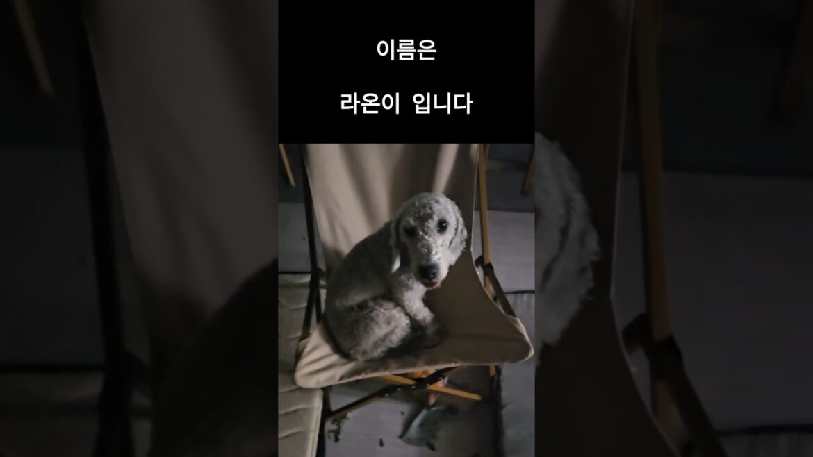라온이 찾습니다  경기도 파주시  #shorts #실종반려동물찾기 #강아지  연락처는 댓글에 있습니다