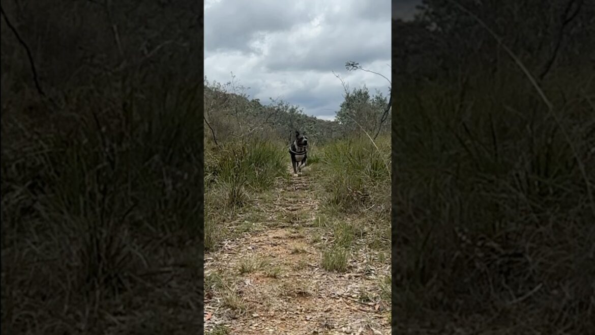 HARD ROAD 🐾  BLUE STAFFY DOG