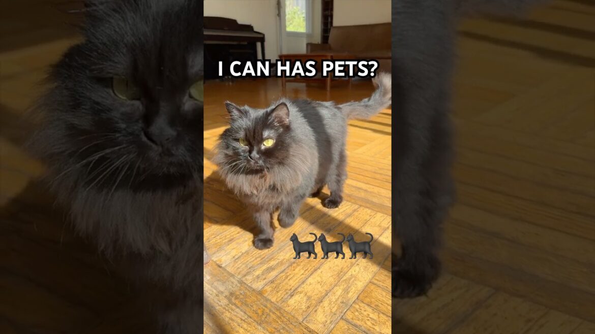 What I Learned from Living with Chica the FLUFFIEST Cat