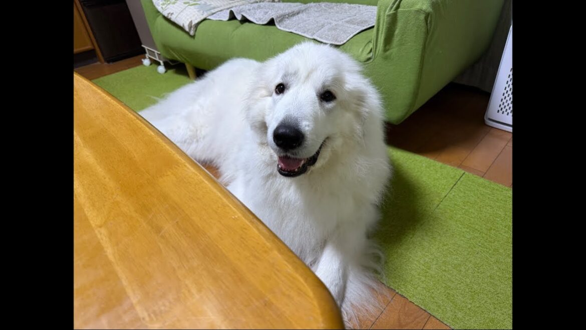 ドレミの歌グレートピレニーズ がゲリラライブ配信中! ドレミの歌グレートピレニーズ がゲリラライブ配信中!