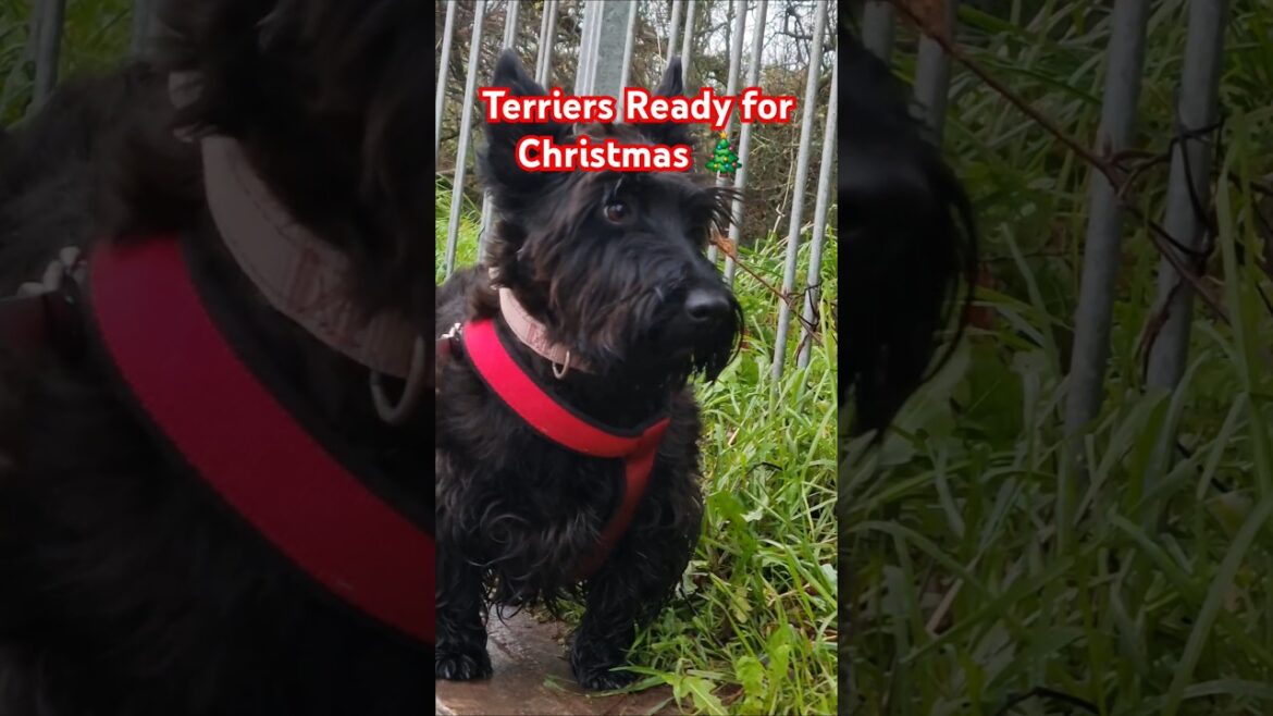 The Terriers are Ready for Christmas 🎄 😀