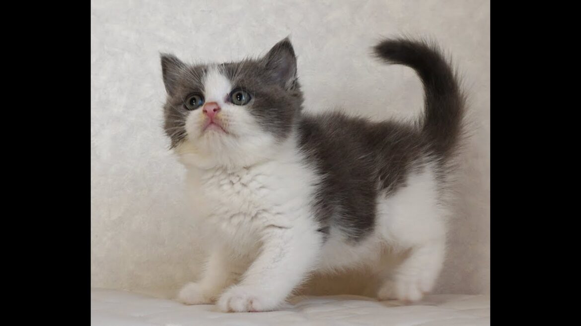 ブリティッシュショートヘアー子猫　British Shorthair　2024.10.18産まれ　ブルー&ホワイト　男の子　シーダキャット猫のお店