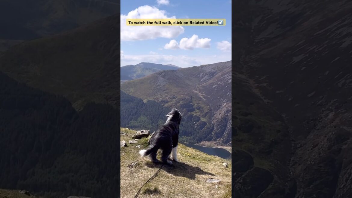 😀Our dog LOVED this mountain adventure! #northwales #snowdonia #dogadventure   #shorts 😀Our dog LOVED this mountain adventure! #northwales #snowdonia #dogadventure   #shorts