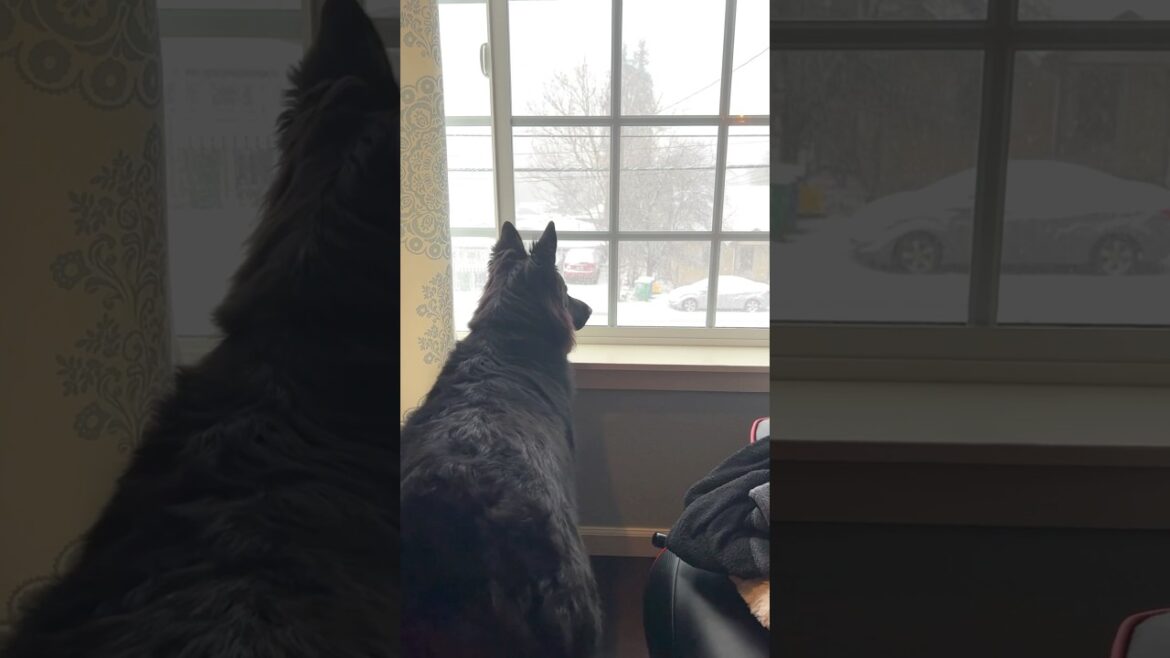 Every Window Tells A Story✨