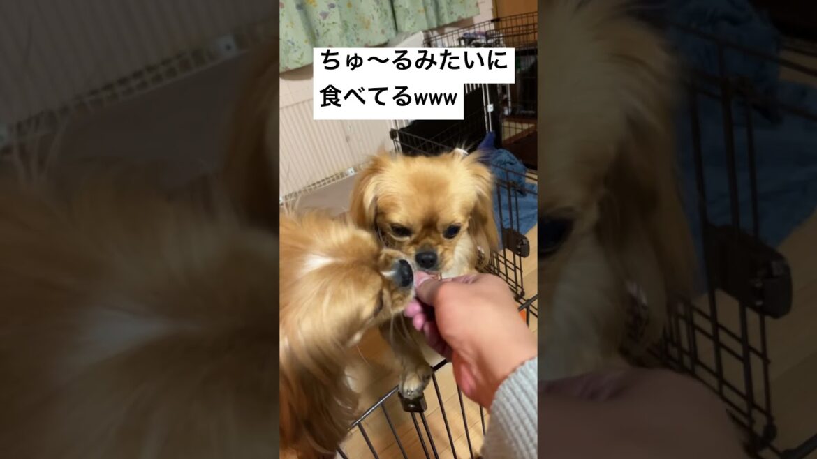 【おいも大好き犬】ちゅ～るみたいに焼き芋を食べてるふたりｗ #ワンちゅ～る #ペキポメ #ポメぺキ  #犬  #ペキニーズ  #ポメラニアン #キャバリア  #ミックス犬  #ペキキャバ #おやつ