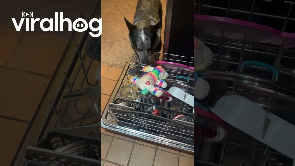 Puppy Wants Her Favorite Toy Cleaned || ViralHog