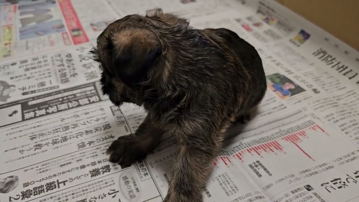 ブリュッセルグリフォン 珍しいわんちゃんです