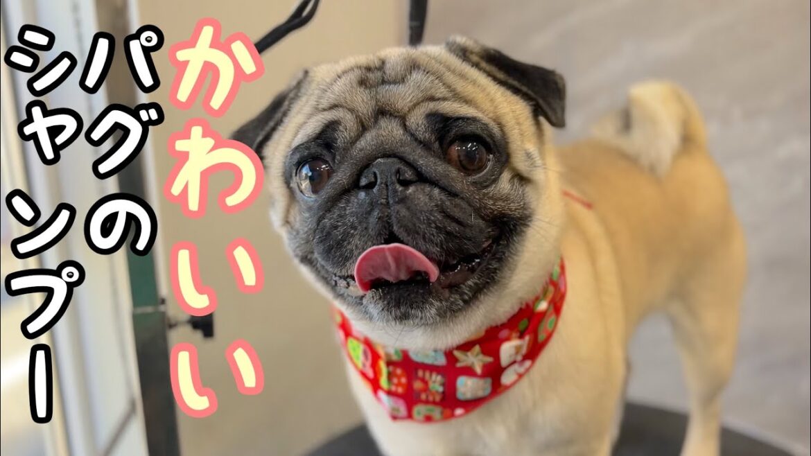 かわいいパグのシャンプータイム♪（コブくん）