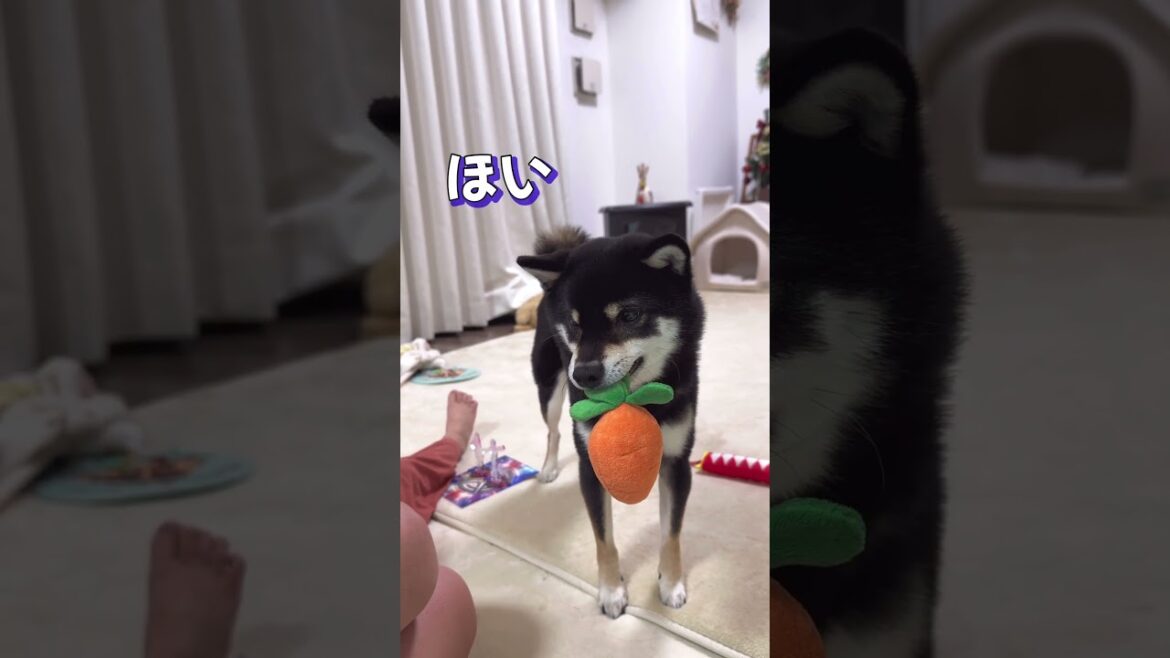 徐々に本気モードになる豆柴【柴犬】#shorts