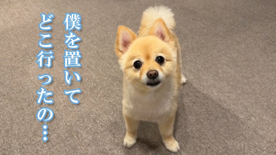 2日間のお留守番を終えた愛犬がこうなりました… 2日間のお留守番を終えた愛犬がこうなりました…