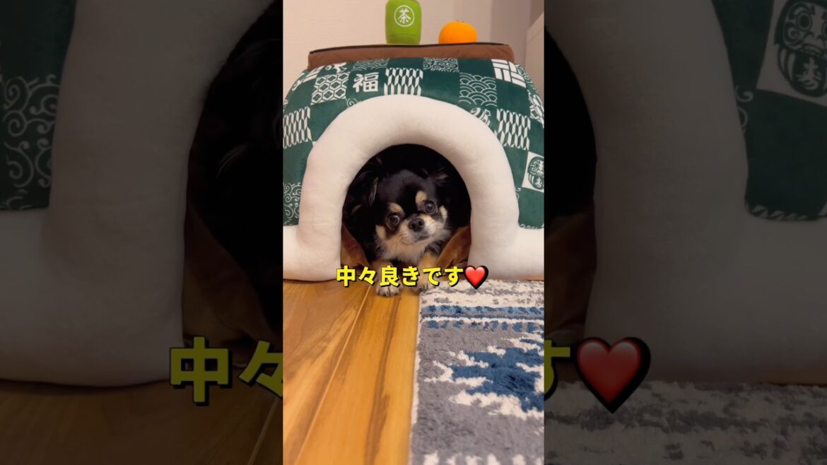 チビの冬場のこたつベッドを久しぶりに置いてみたら...🐶💦#柴犬 #チワワ #shorts
