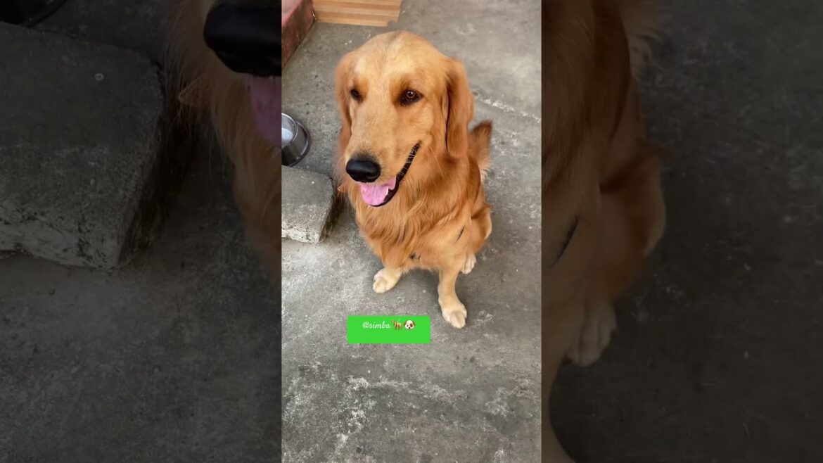 Sweet Kisses 😘 By Simba Don 👍💪🙅 #pets #petlover #youtubeshorts