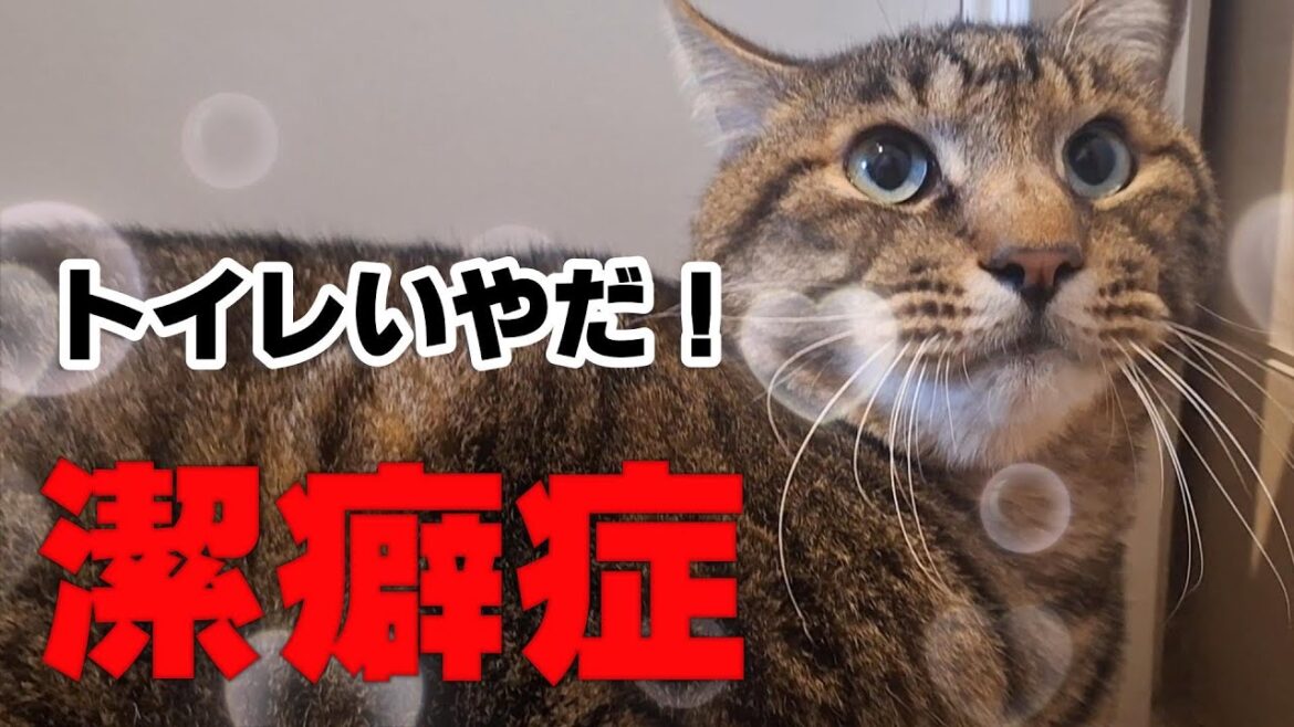 【ある日突然９歳の保護猫がトイレに入れなくなった】部屋のあちこちで排泄され困っている・・】★セントバーナードＮＡＮＡちゃんの家族★１７０回目★