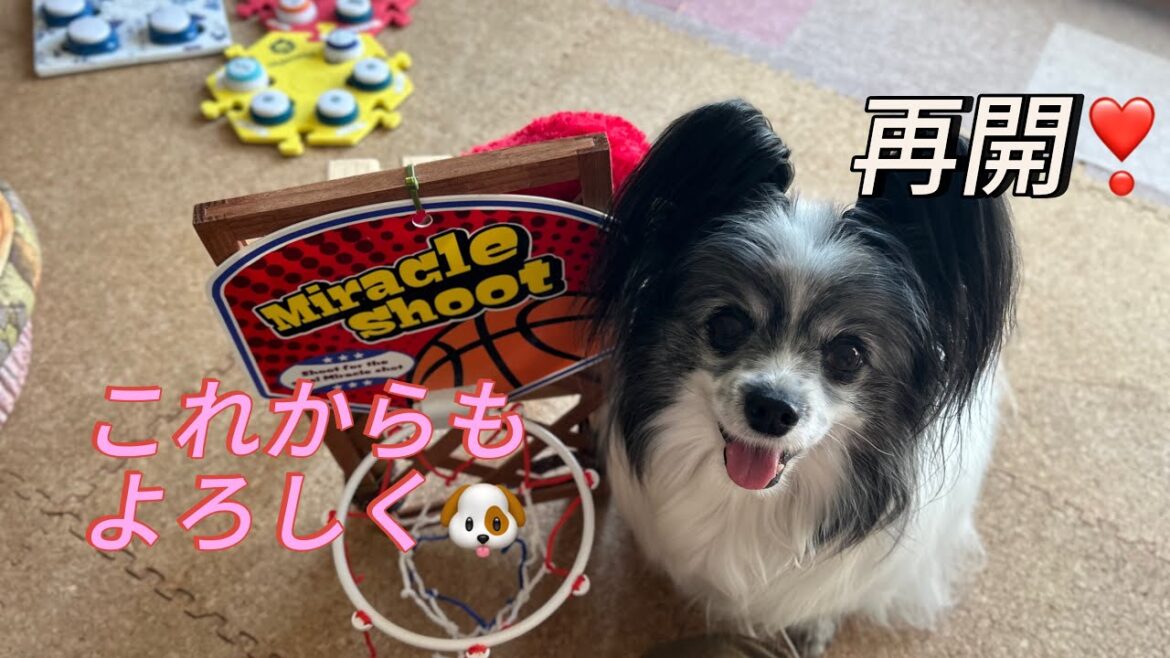 アメリと一緒にご報告✨母さんのお話を聞いたよ 尿管結石で入院しました #パピヨン #再開  #闘病生活 #尿管結石 アメリと一緒にご報告✨母さんのお話を聞いたよ 尿管結石で入院しました #パピヨン #再開  #闘病生活 #尿管結石