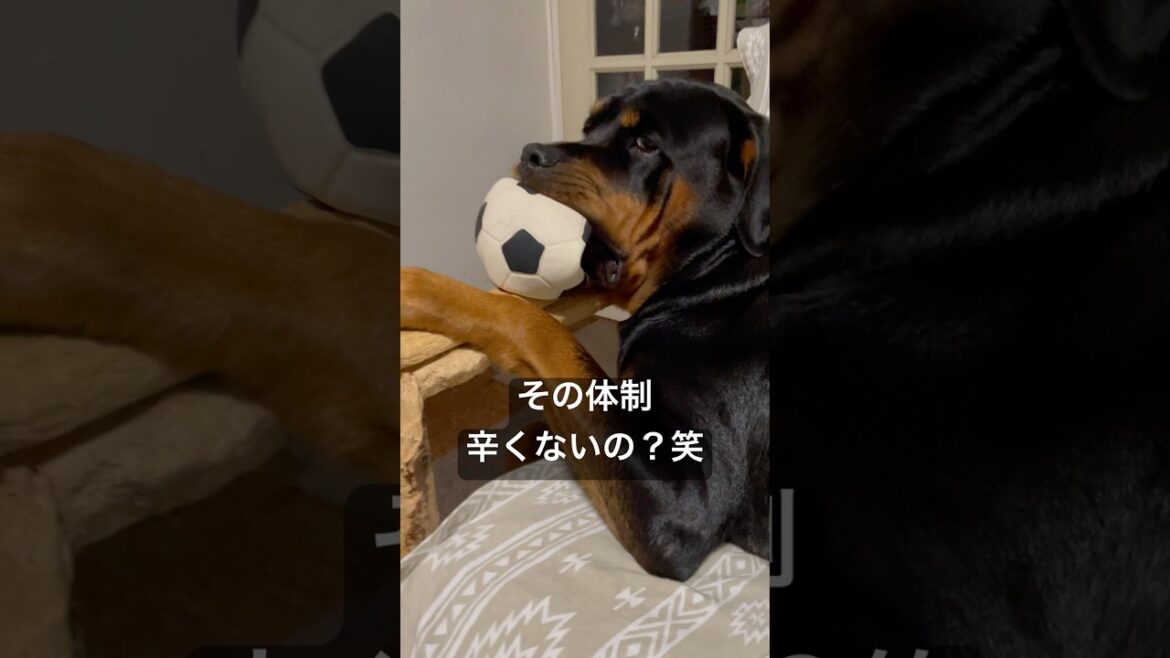 肌身離さず持っていたい派 #ロットワイラー