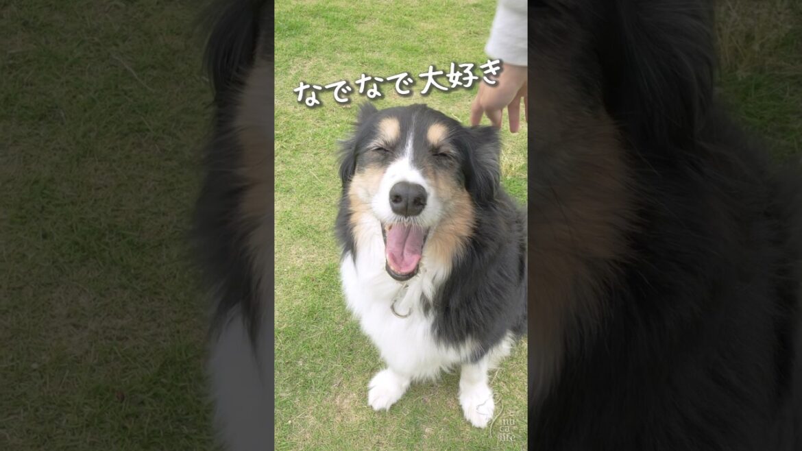 ママのなでなでが大好きなボーダーコリー　#ボーダーコリー #dog #犬