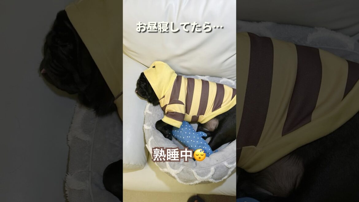 【パグ】ミツバチからの、ネコ　[Pug]Honeybee to cat　 #shorts