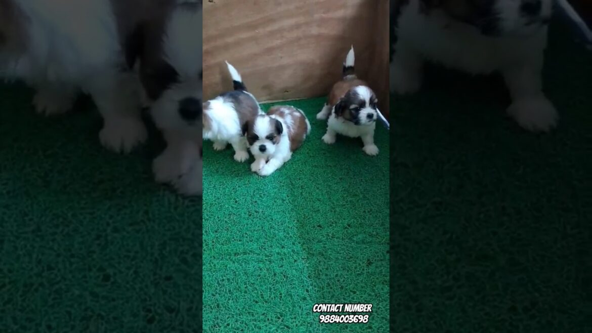 Shitzu puppies for sale #shorts #short #trending