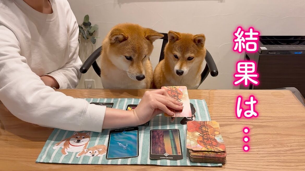 愛犬を占って心の中を覗いてみたら当たりすぎて驚きました…