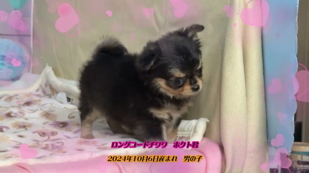 ロングコートチワワ　ホクト君