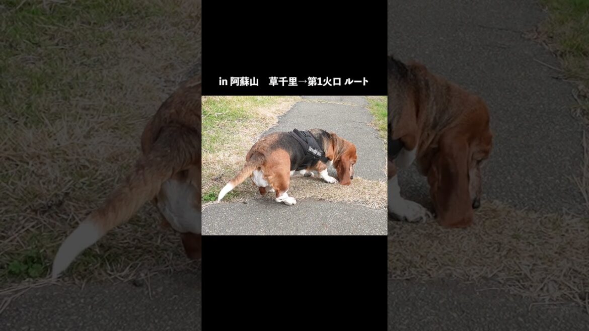 ハイキング中に一回転したくなった犬　#犬 #バセットハウンド #bassethound #beagle  #散歩