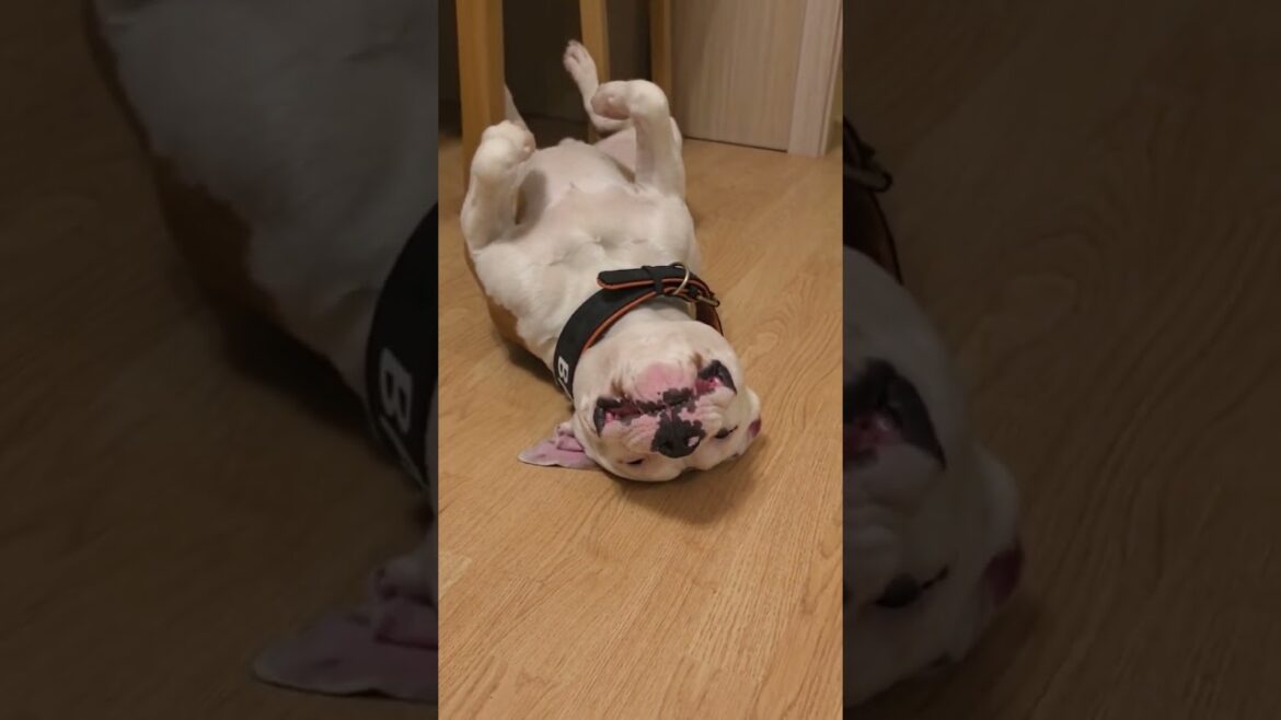 🙃🦭 #americanstaffordshire #doglover #baxter #amstaff #bullybreed #americanstaffordshireterrier