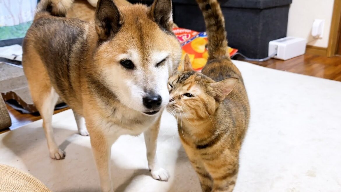 柴犬のボディーガード黒猫が油断しちゃうと子ども猫の甘えモードが止まりません！