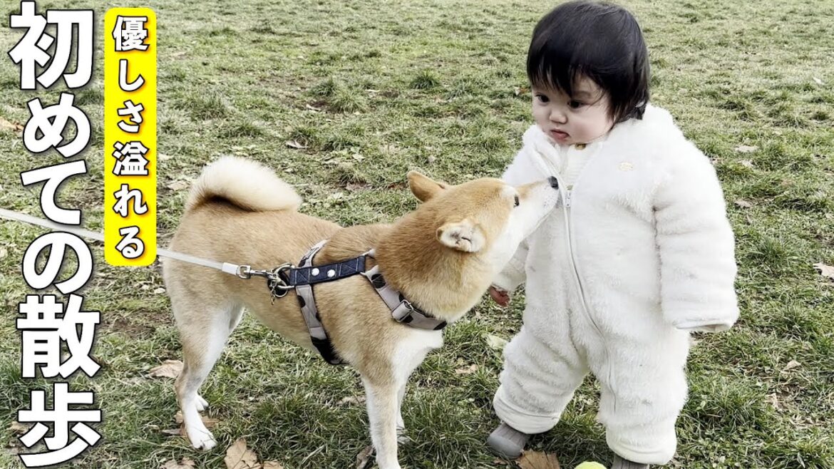 １歳児と初めて散歩した柴犬、優しさと可愛さが爆発！