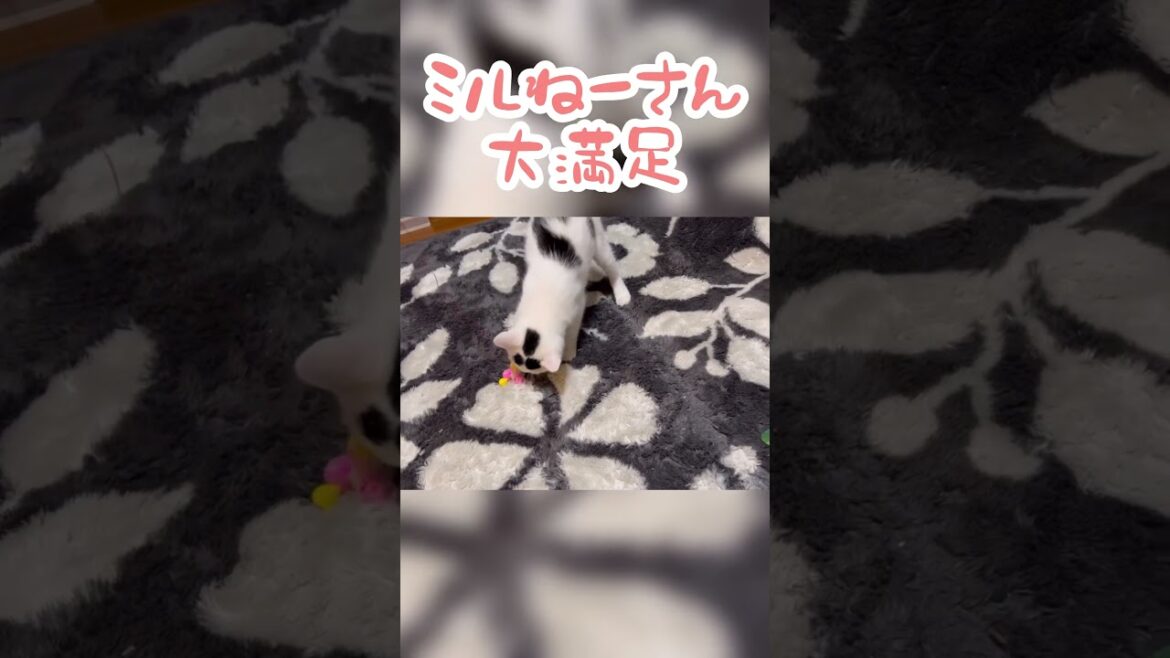 大好きやおもちゃに大満足、猫のおすすめおもちゃ