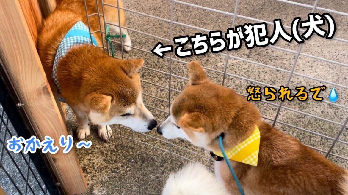 犯人(柴犬)が当たり前のようにお迎えに来てくれました♪
