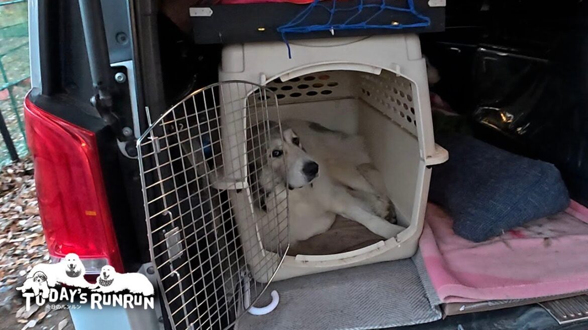 ずっと車待機だったけど騒がずお利口だったベルです　Great Pyrenees　グレートピレニーズ