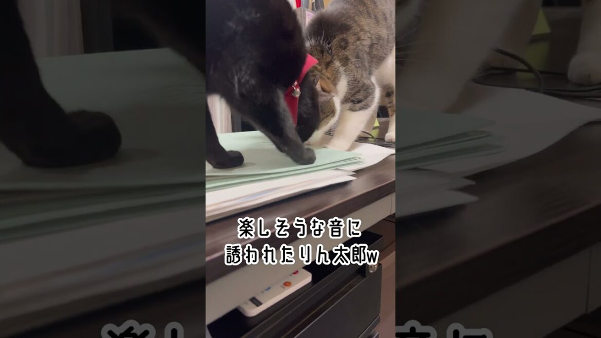 ホリホリ♪ ホリホリ♪