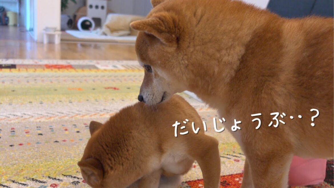 ひとり病院へ行く妹をずっと心配する柴犬兄、優しさの塊でした。。 ひとり病院へ行く妹をずっと心配する柴犬兄、優しさの塊でした。。