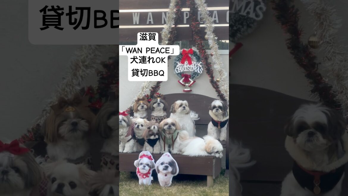 シーズー犬のお友達と貸切BBQ！in滋賀【WAN PEACE】 #シーズー #shihtzu #puppy  #癒し #dog #犬のいる生活 #shorts