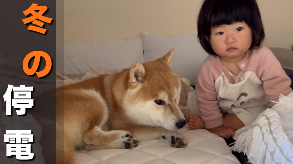 寒い時期にマンションの停電、柴犬達と1歳児で乗り切る【DELTA3Plus】 寒い時期にマンションの停電、柴犬達と1歳児で乗り切る【DELTA3Plus】