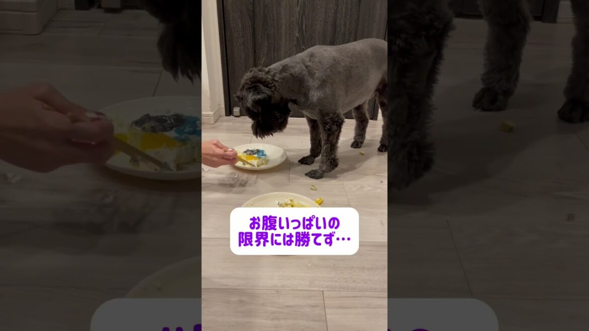 【れおぱおチャンネル】お腹いっぱいになるとその場を離れる愛犬🐶　#愛犬　#多頭飼い　#シュナウザー　#れおぱおチャンネル　#dog