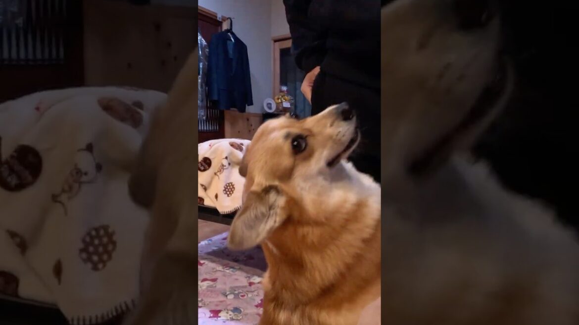 構ってもらいたいコーギー / A Corgi that is being a little attention seeker #コーギー #サクラ #corgi