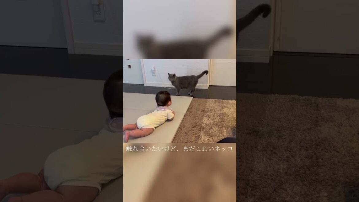 赤ちゃんと触れ合いたいけどこわいねこ【シャルトリュー/Chartreux cat】 #cat #shorts