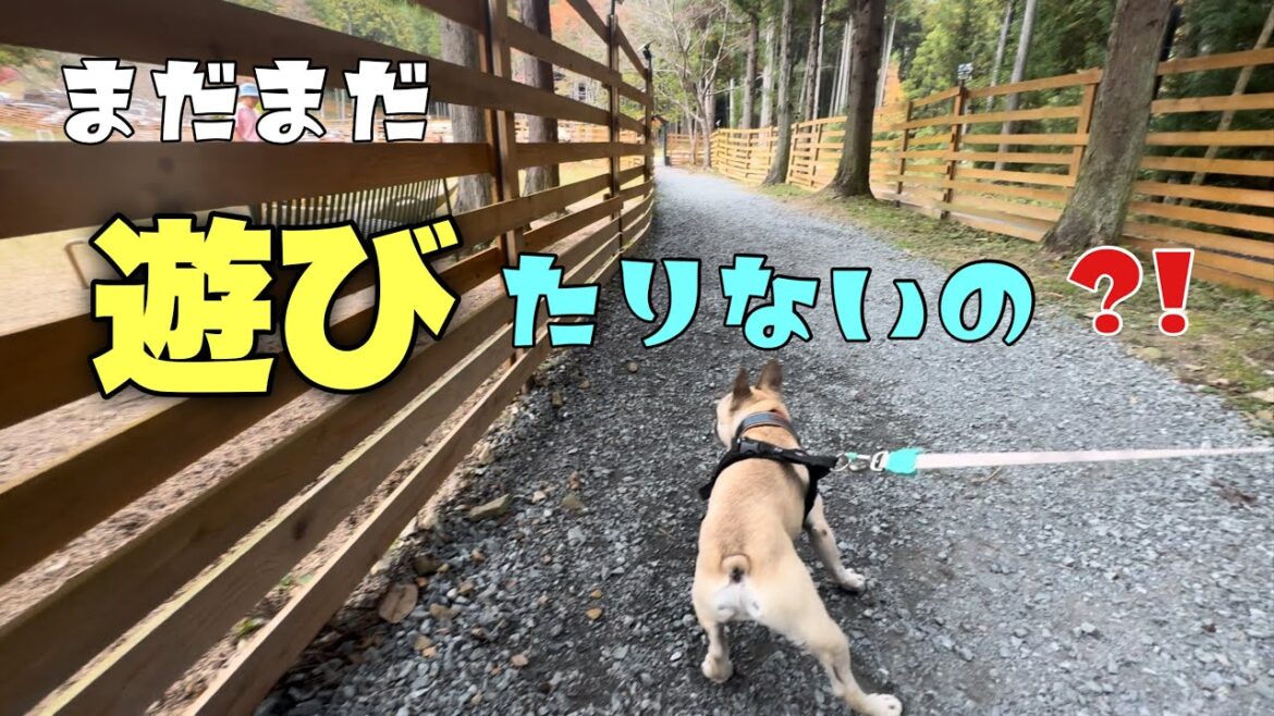 オフ会から帰った6兄弟！まだまだ元気すぎましたｗｗ