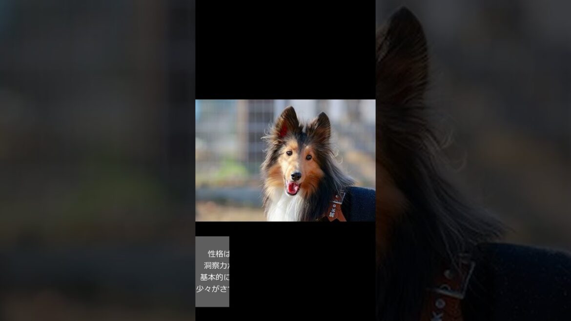 【ラフ・コリーについて】　#shorts 　愛犬家住宅　ペットリフォームならセラフ榎本　犬猫のためのリフォーム　愛犬　愛猫　ペット快適住環境　埼玉県　東京都　千葉県　神奈川県