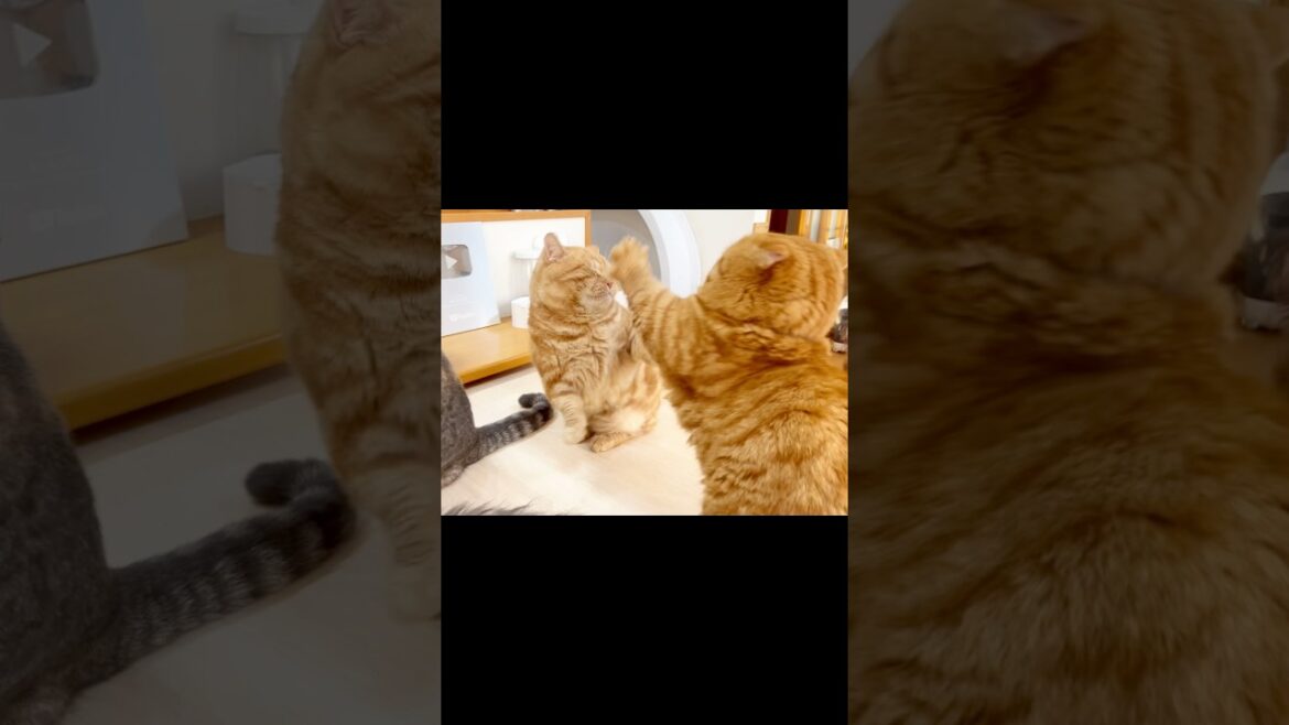 パパ猫と息子のけんかにまさかの珍客乱入！ #猫 #マンチカン #shorts