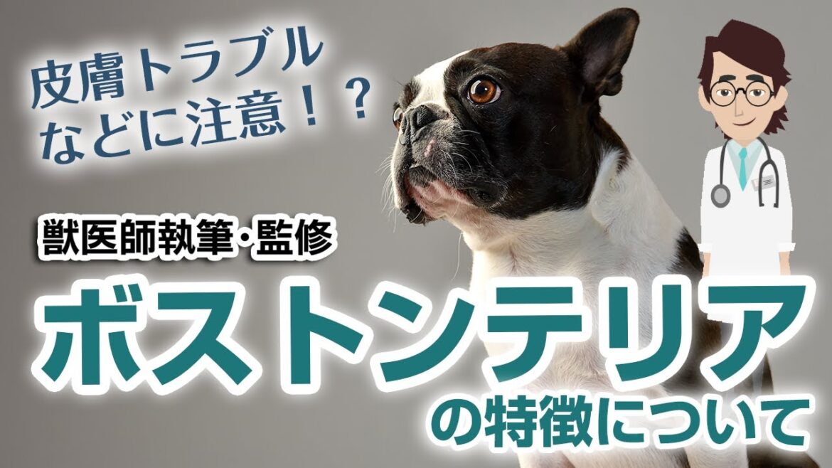 ボストンテリアの特徴や気を付けたい病気など【獣医師執筆監修】 ボストンテリアの特徴や気を付けたい病気など【獣医師執筆監修】