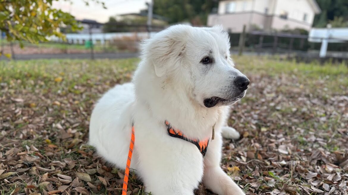 【お散歩代行】グレートピレニーズのルナちゃん