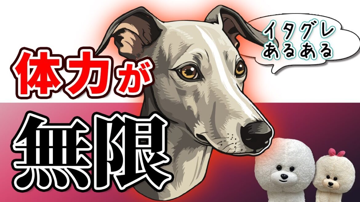 【犬のしつけ】イタリアングレーハウンドの体力が無限【悩み相談ライブ切り抜き】