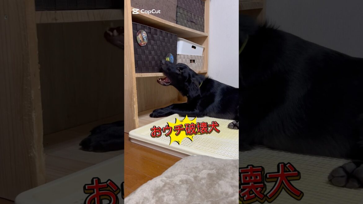大型犬を飼うとこうなります #フラットコーテッドレトリバー #dog
