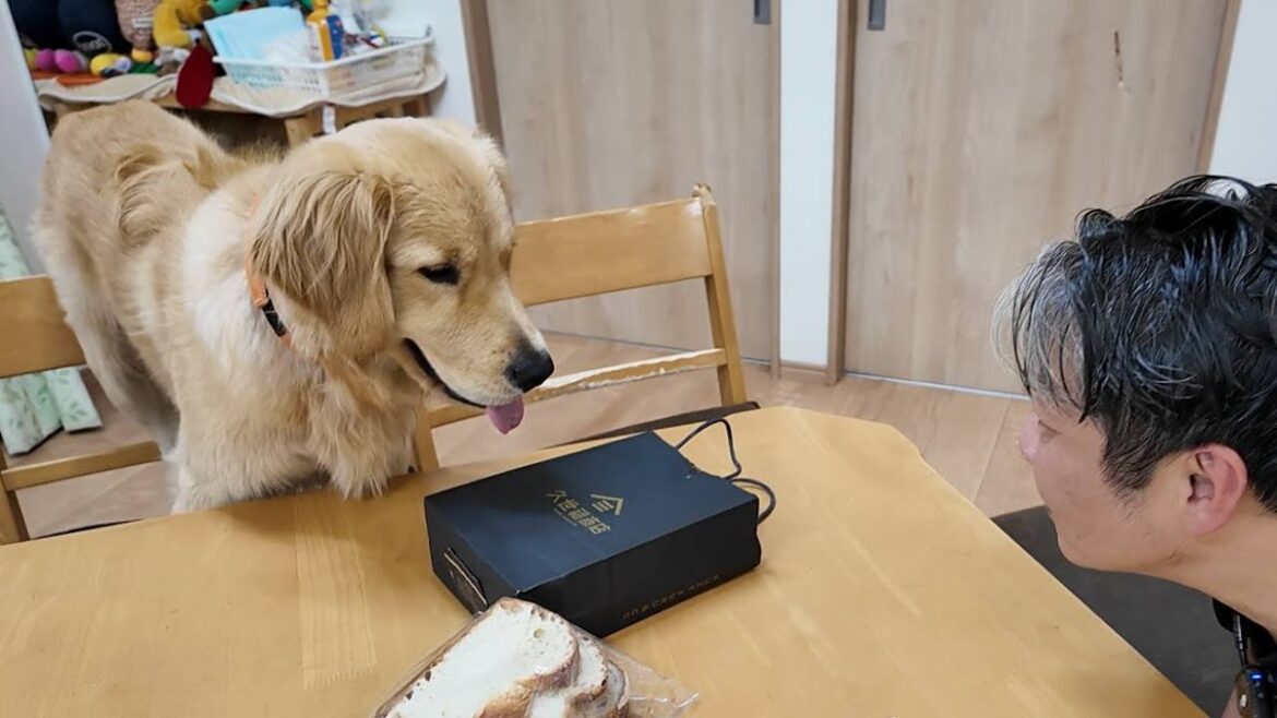誰も知らない。１回で犬の無駄吠えが無くなる簡単過ぎる教え。【Golden Retriever japan】