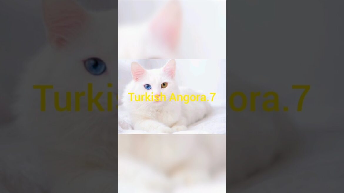 Top 7 most beautiful cat breads in the world part 2.|cat image video | cat funny video| #cat